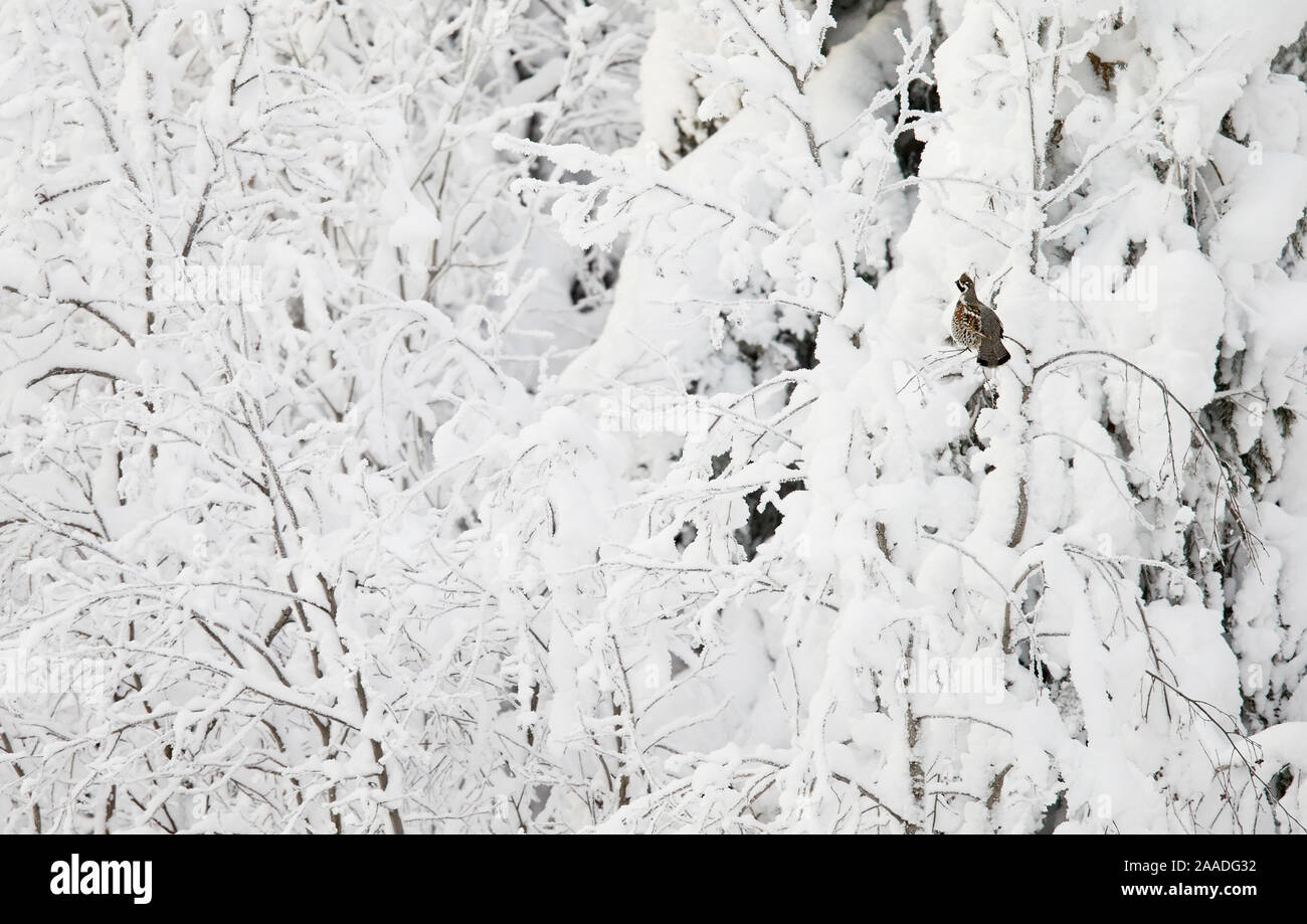 Hazel Grouse (Tetrastes bonasia) in snow covered trees, Suomussalmi, Finland, January. Stock Photo