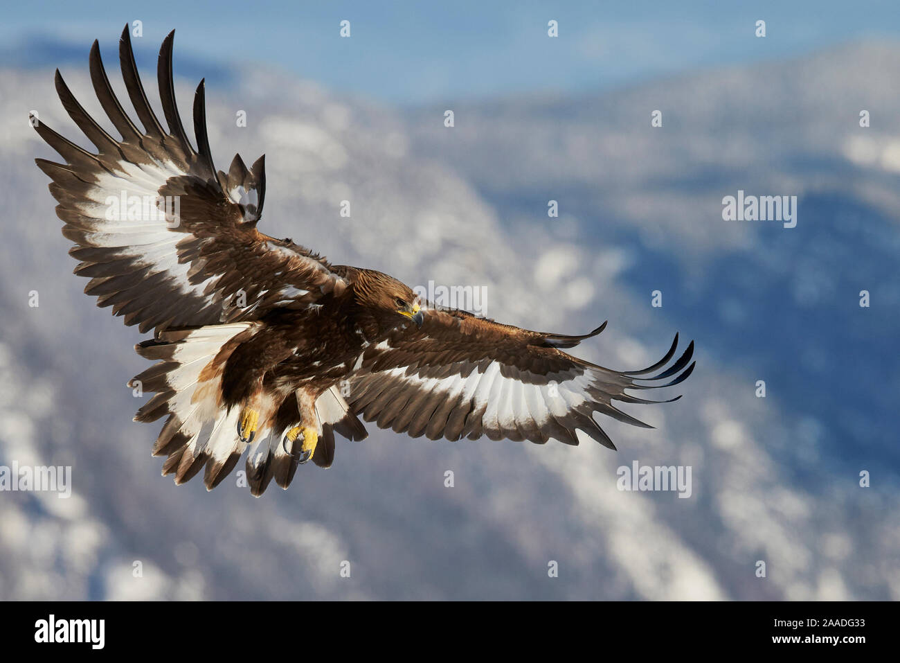 Golden Eagle (Aquila chrysaetos) juvenile in flight, Norway, November. Stock Photo
