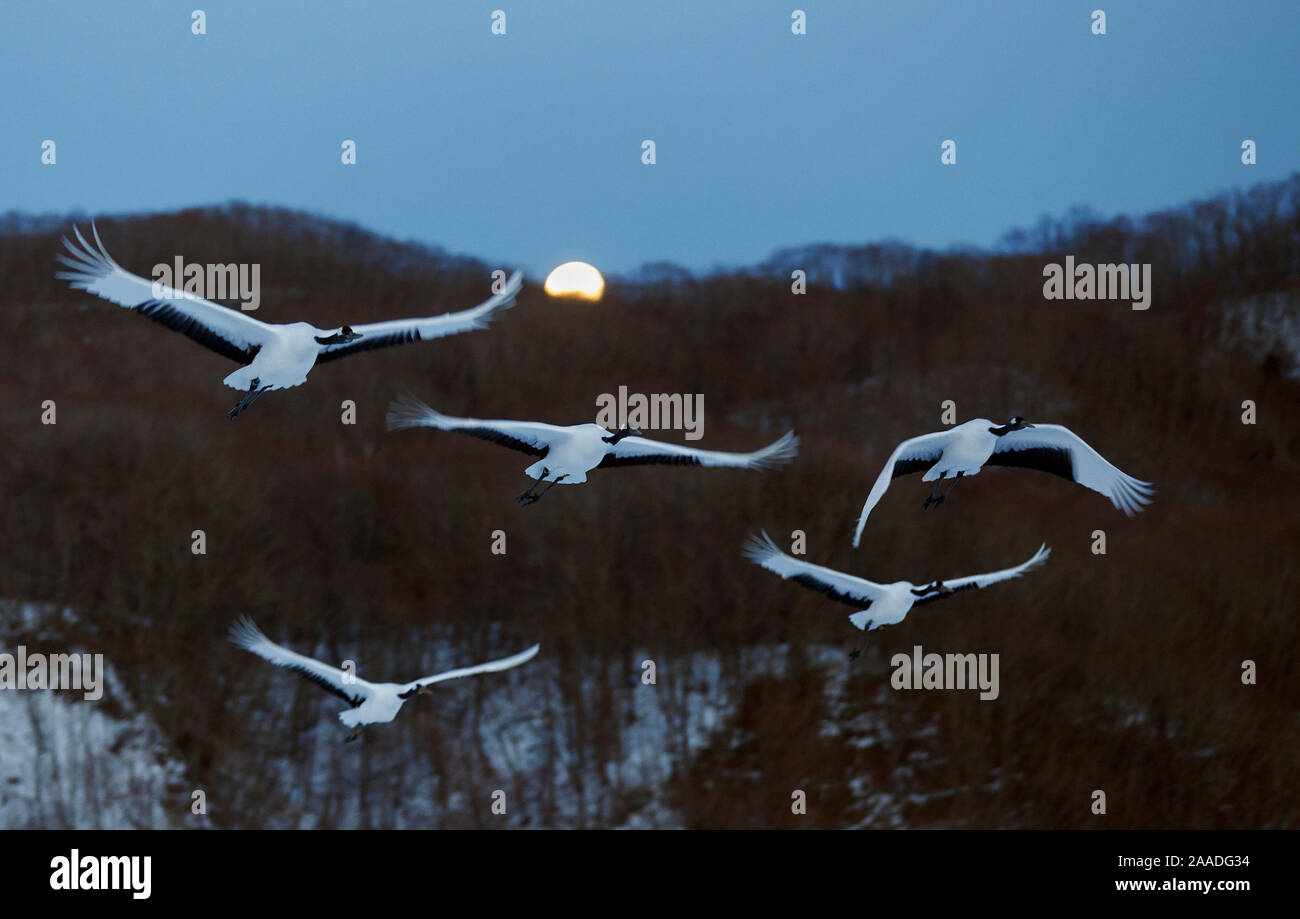 Red-crowned Cranes (Grus japonicus) flying at twilight, Hokkaido, Japan, February. Stock Photo