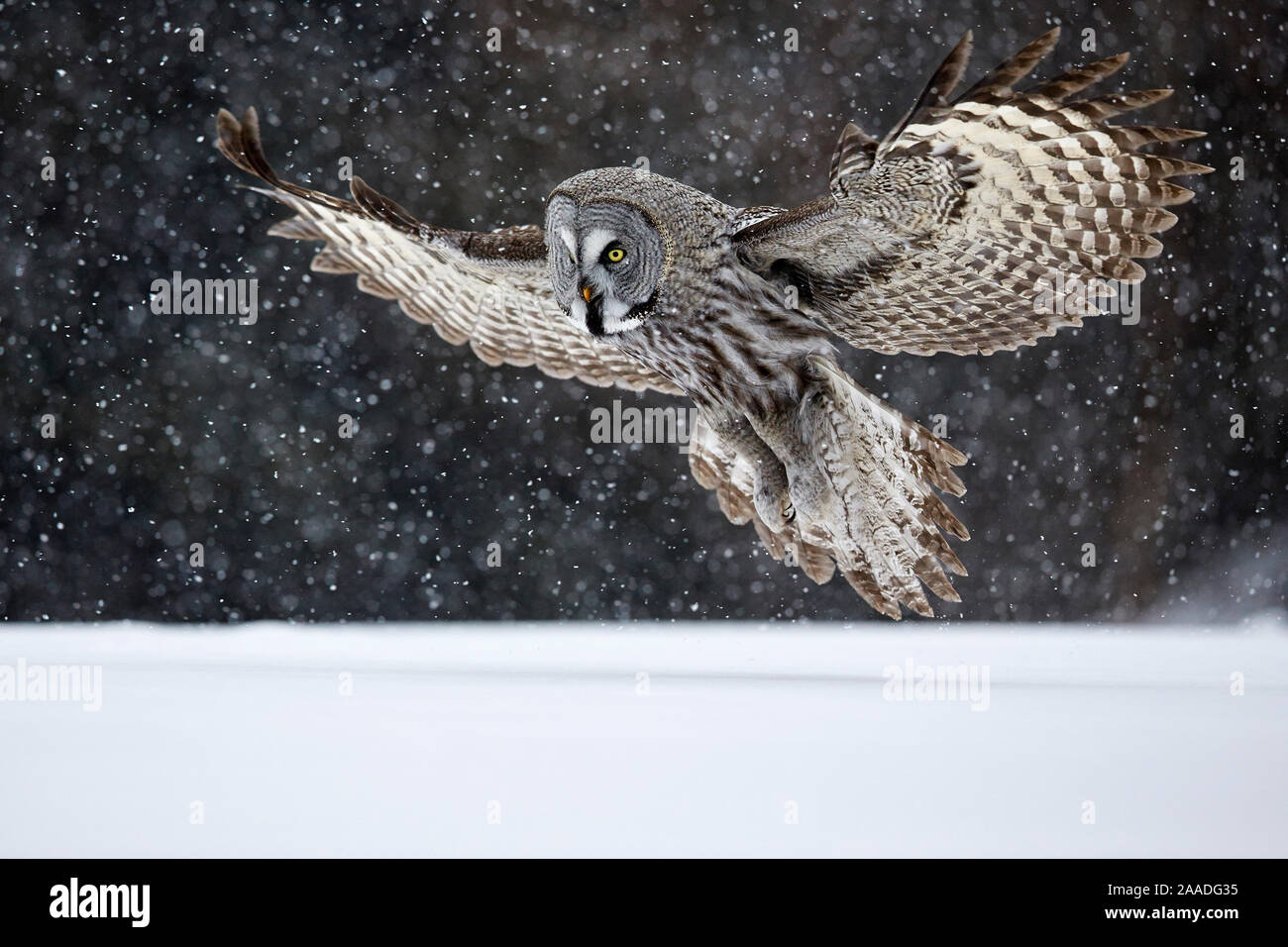 Great Grey Owl (Strix nebulosa) landing in snow, Kuusamo, Finland. Stock Photo