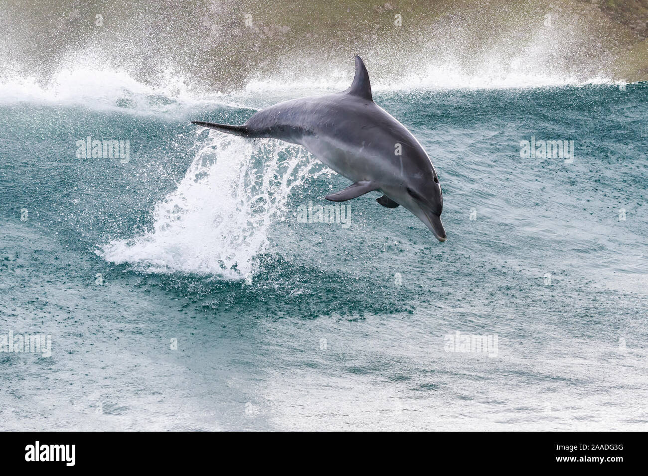Indo-Pacific bottlenose dolphin (Tursiops aduncus) leaping out of waves, South Africa. Stock Photo
