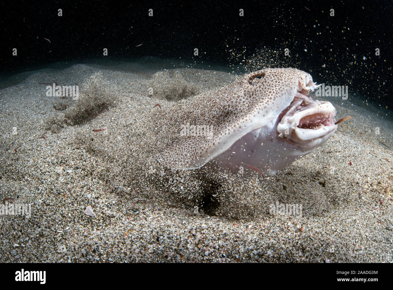 Japanese angelshark (Squatina japonica) engaged in ambush predation, leaping out of the sand to catch a small silver-stripe round herring (Spratelloides gracilis). The shark's extended jaws are clearly visible. Japan, Pacific. Stock Photo