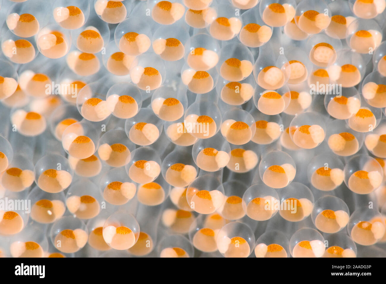 Close-up view of Hairchin goby (Sagamia geneionema) eggs. Miho, Shizuoka Prefecture, Japan, Pacific. Stock Photo