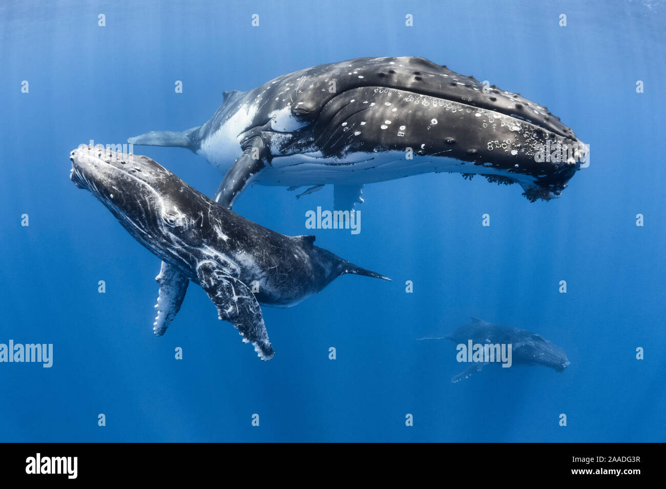 Humpback whale (Megaptera novaeangliae) male calf relaxing with his mother and an escort whale in the background. Vava'u, Tonga, South Pacific. Stock Photo
