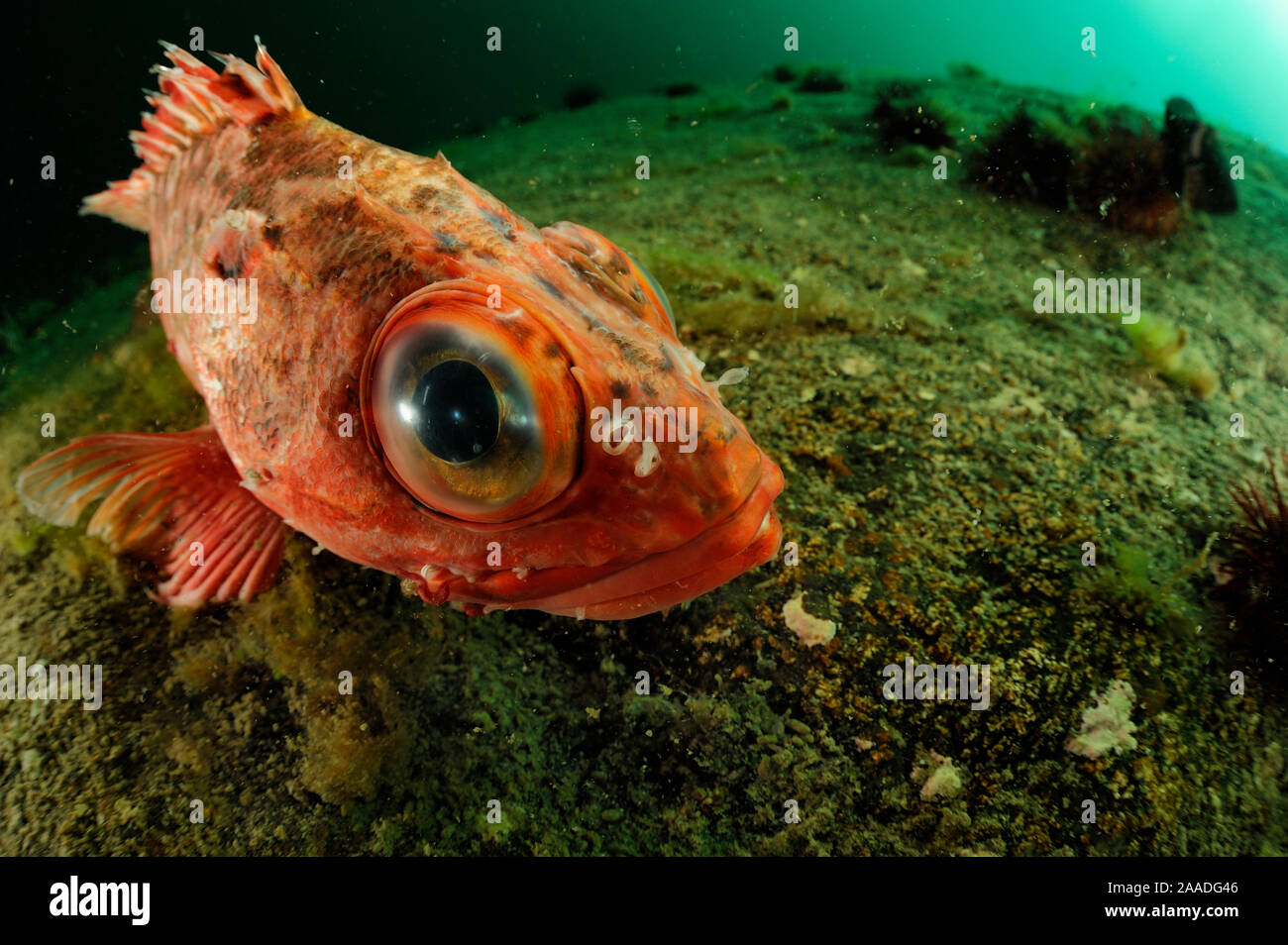 Patagonian redfish (Sebastes oculatus) about 4cm, Comau Fjord, Patagonia, Chile Stock Photo