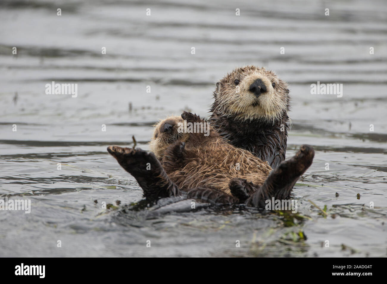 Sea otter (Enhydra lutris) mother and pup, aged 3 weeks, Monterey, California, USA. Stock Photo