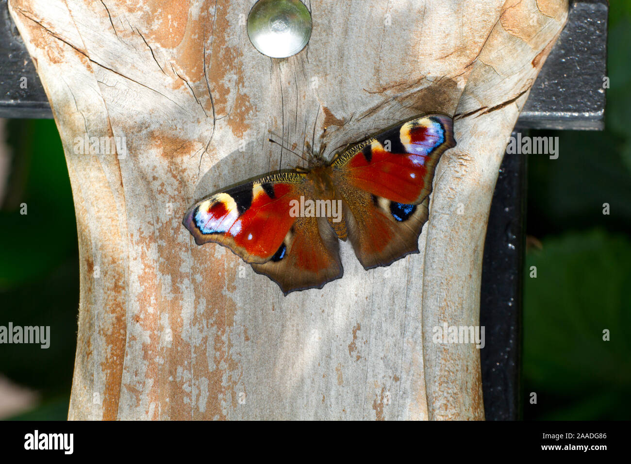 Tagpfauenauge, Inachis Io, Klasse Insekten (Insecta), Ordnung Schmetterlinge (Lepidoptera), Familie Edelfalter (Nymphalidae), Unterfamilie Fleckenfalt Stock Photo