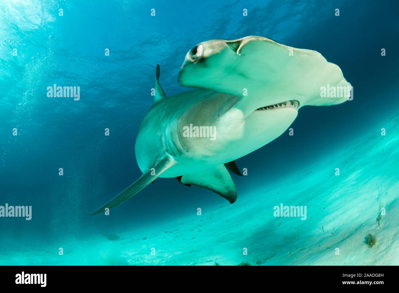 Great hammerhead shark (Sphyrna mokarran) swimming over sandy seabed, South Bimini, Bahamas. The Bahamas National Shark Sanctuary, West Atlantic Ocean. Stock Photo