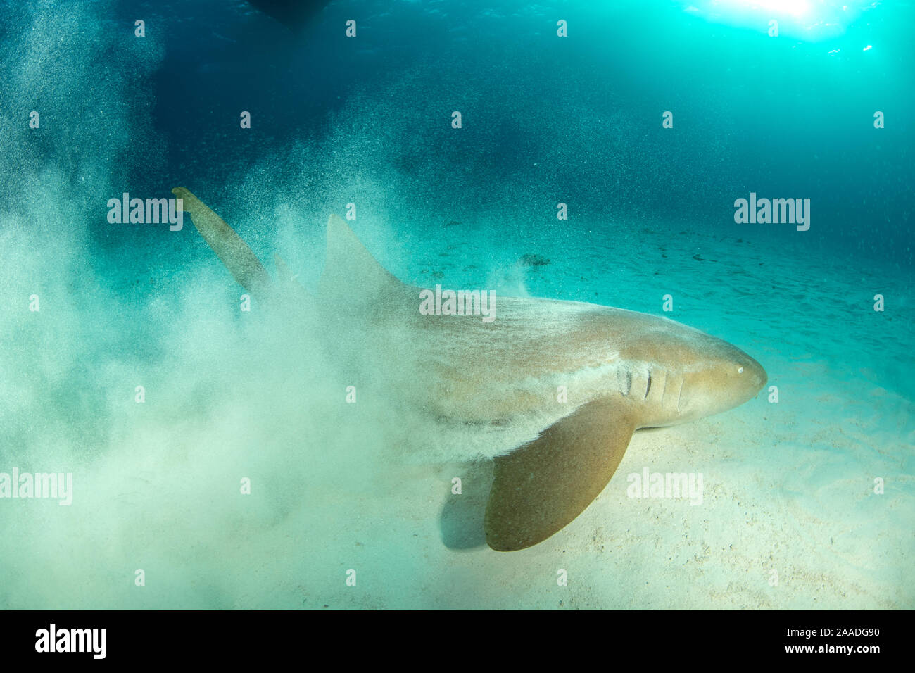 Nurse shark (Ginglymostoma cirratum) throwing up sand as it hunts in the sandy seabed, South Bimini, Bahamas. The Bahamas National Shark Sanctuary, West Atlantic Ocean. Stock Photo