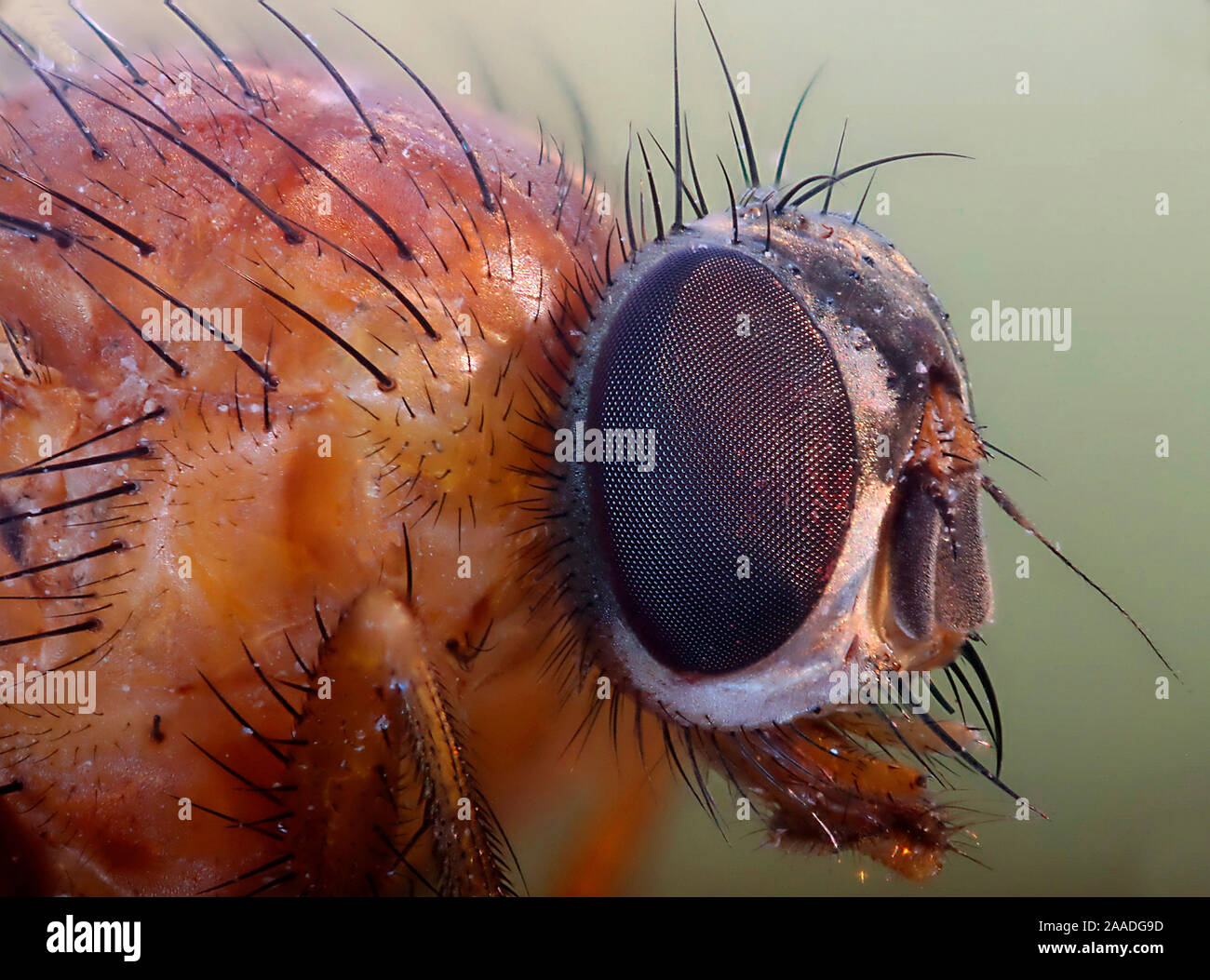 Fly (unidentified) head detail. Surrey, England. Digitally enhanced Stock Photo