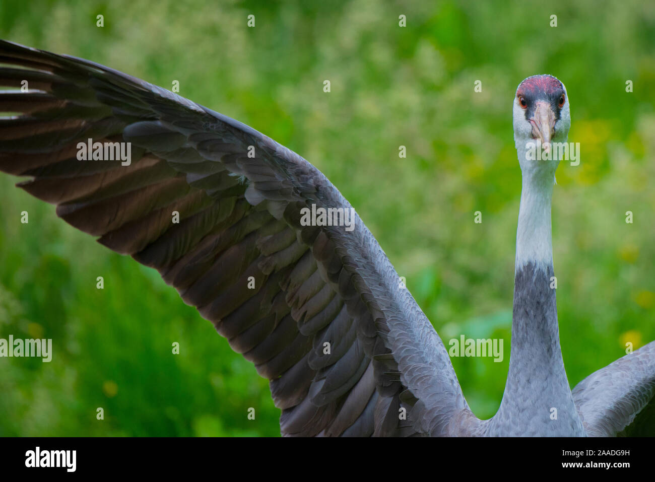 Hooded crane (Grus monacha) flapping wings, captive Stock Photo