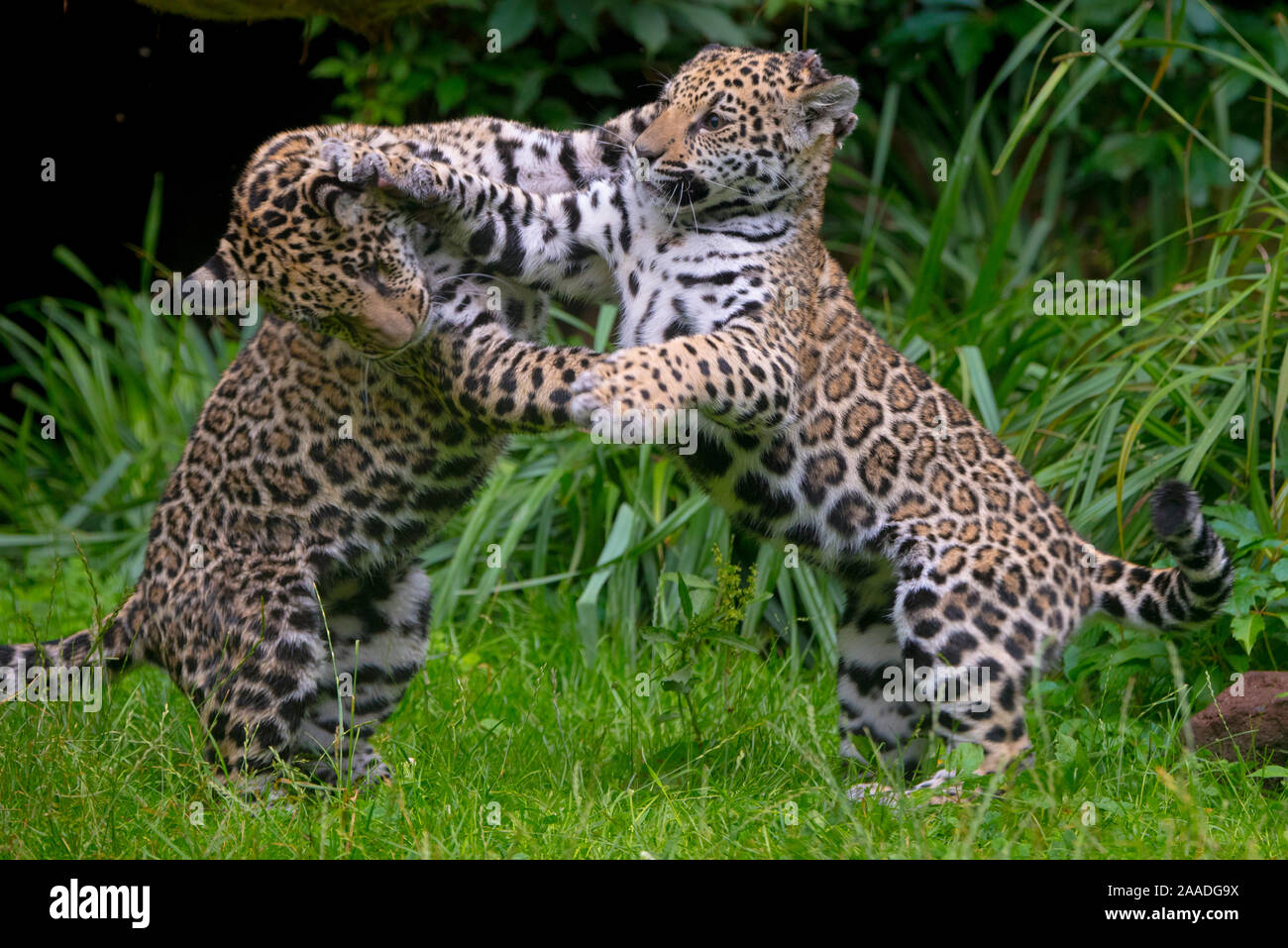 Jaguar panthera onca male hires stock photography and images Alamy