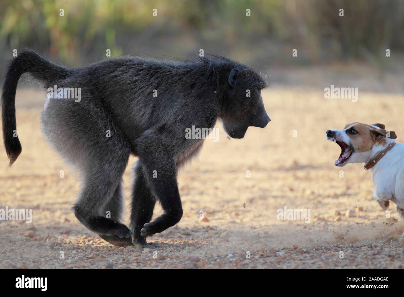 Chacma baboon (Papio ursinus) fighting with dog, South Africa Stock Photo