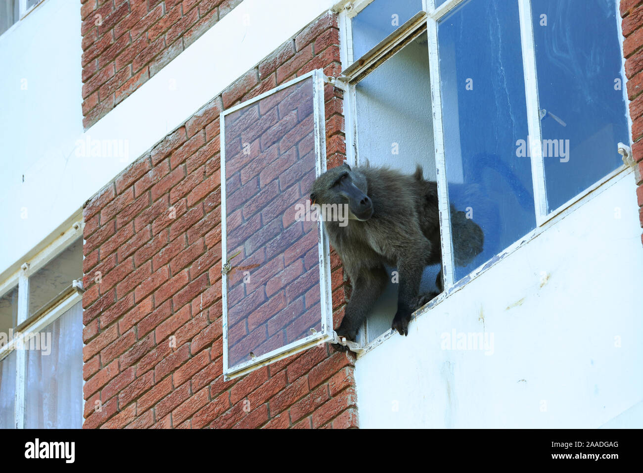 Chacma baboon (Papio ursinus) climbing into flats to steal food, Cape Peninsula, South Africa Stock Photo
