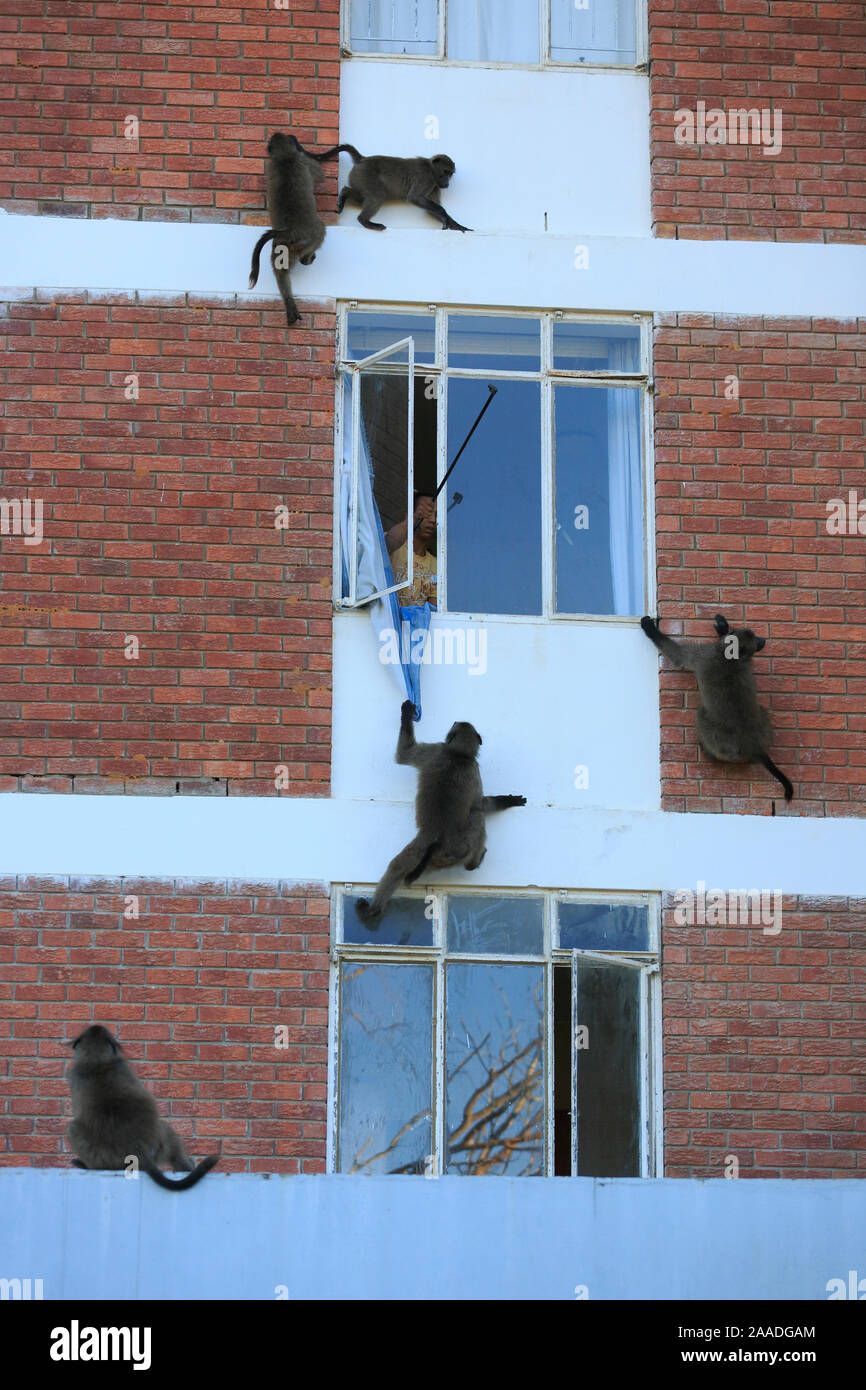 Chacma baboon (Papio ursinus) climbing into flats to steal food, Cape Peninsula, South Africa Stock Photo