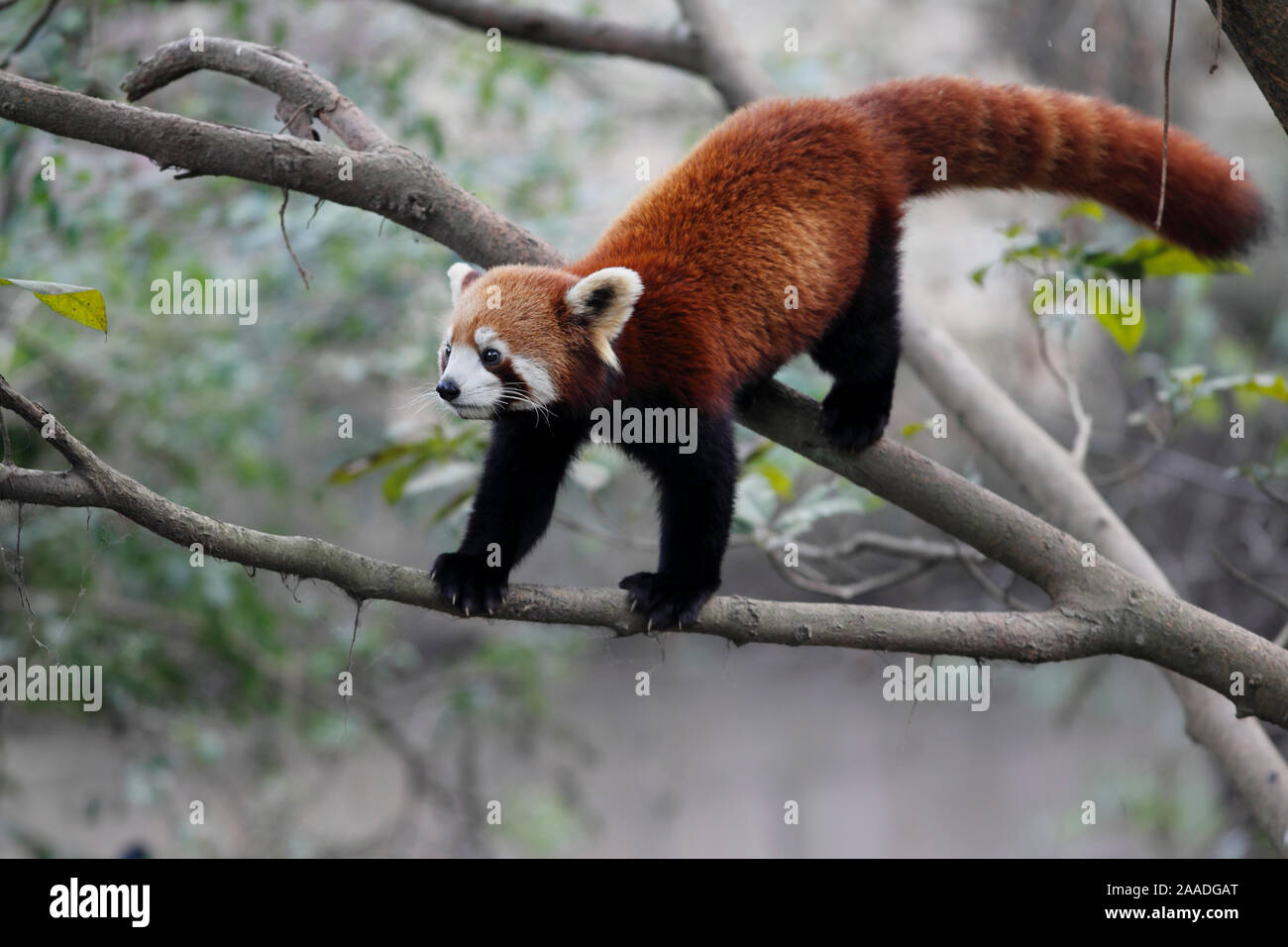 Lesser panda (Ailurus fulgens) captive, occurs in Chinua. Stock Photo