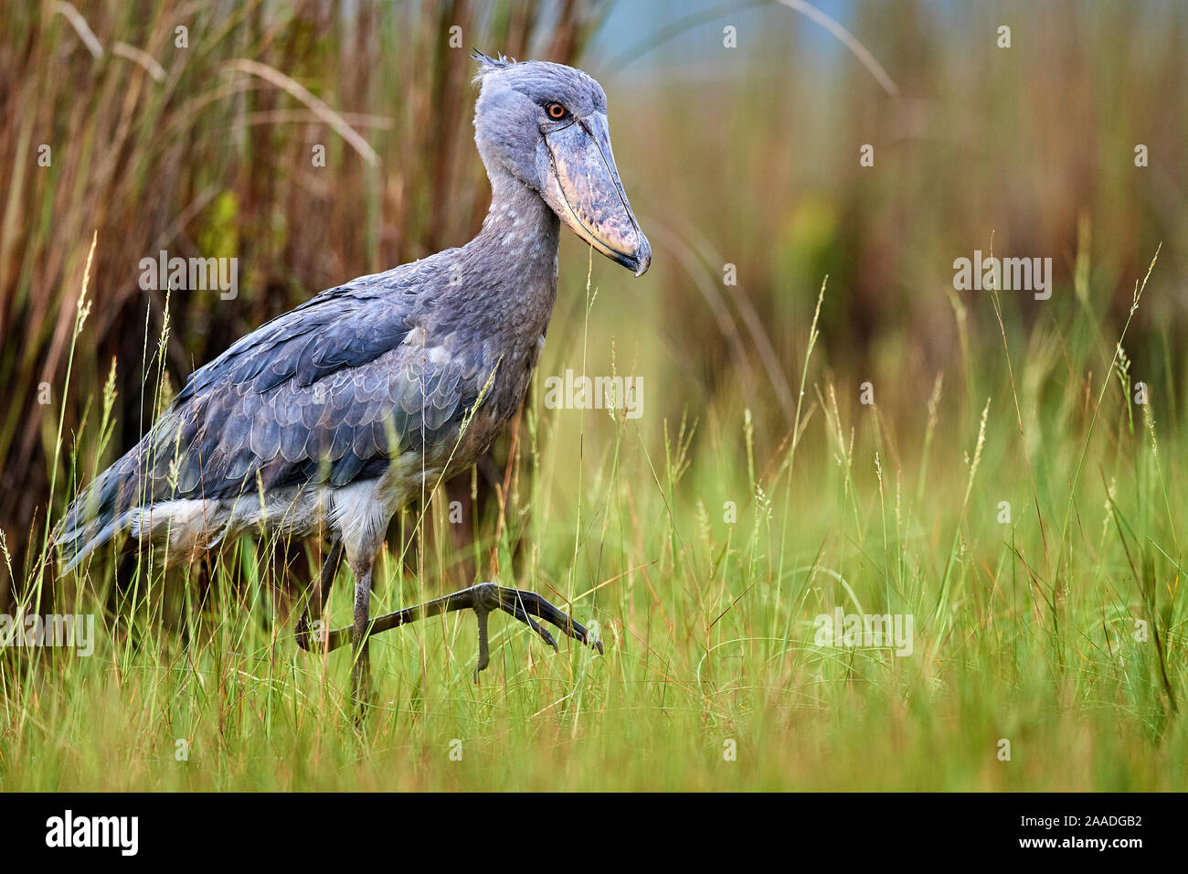 Shoebill stork (Balaeniceps rex) in the swamps of Mabamba, Lake Victoria, Uganda Stock Photo