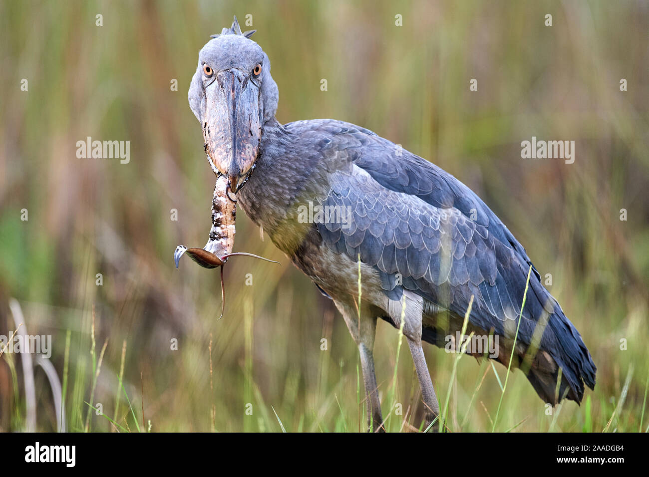 Shoebill stork (Balaeniceps rex) feeding on a Spotted African lungfish (Protopterus dolloi) in the swamps of Mabamba, lake Victoria, Uganda Stock Photo