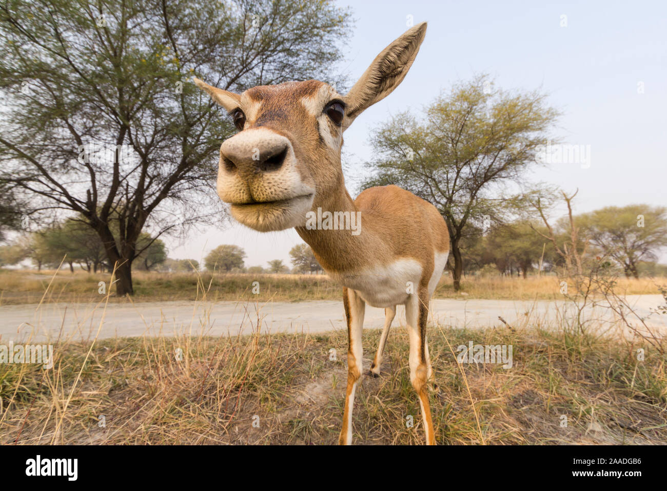 Blackbuck (Antelope cervicapra),  wide angle ground perspective of female. Camera trap image. Tal Chhapar Wildlife Sanctuary, Rajasthan, India Stock Photo