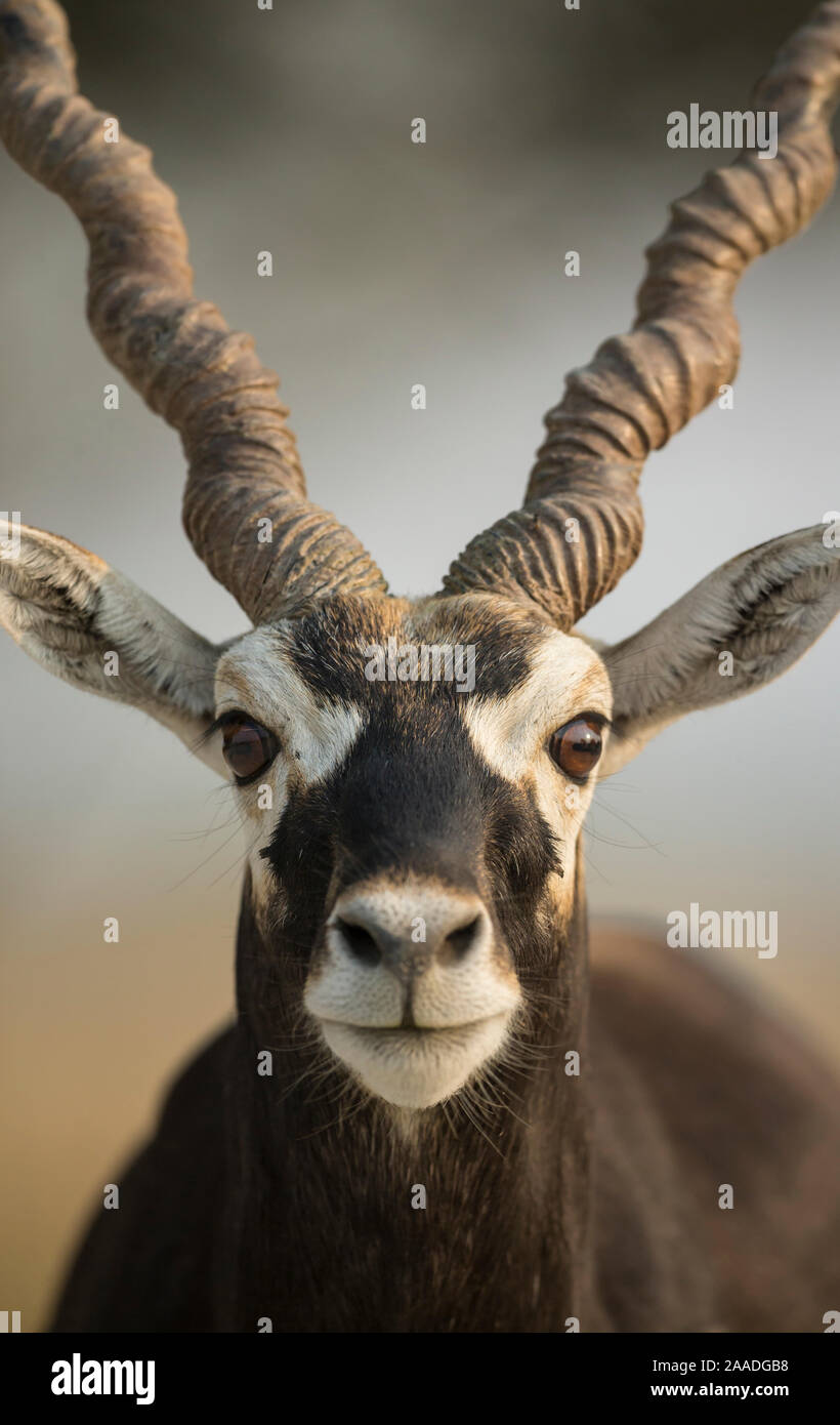 Blackbuck (Antelope cervicapra), Male closeuphead portrait, Tal Chhapar