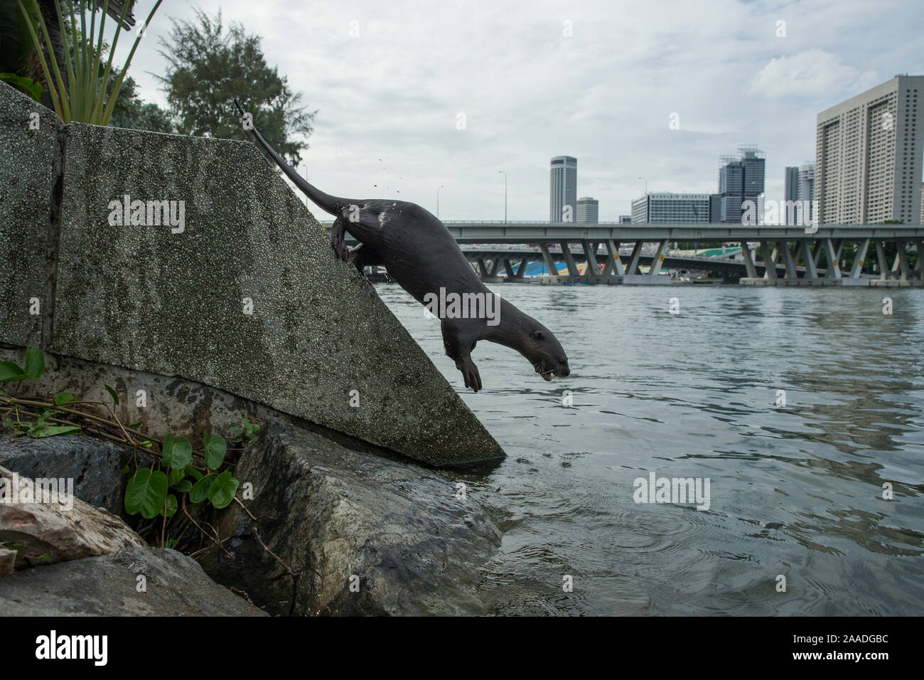 Smooth coated otter (Lutrogale perspicillate) jumping into water, Singapore. November. Stock Photo