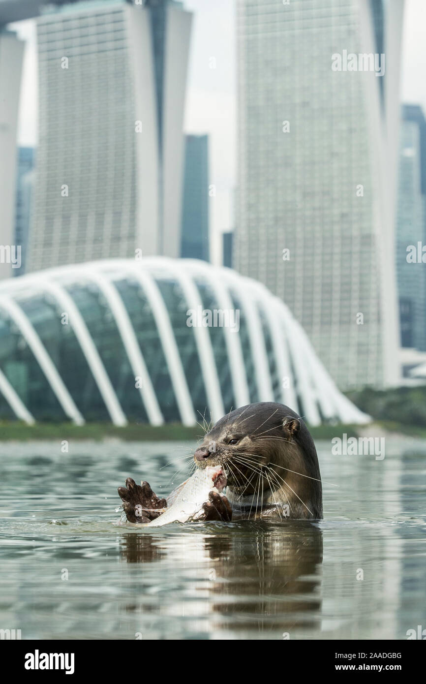 Smooth coated otter (Lutrogale perspicillate) feeding, Singapore. November. Stock Photo