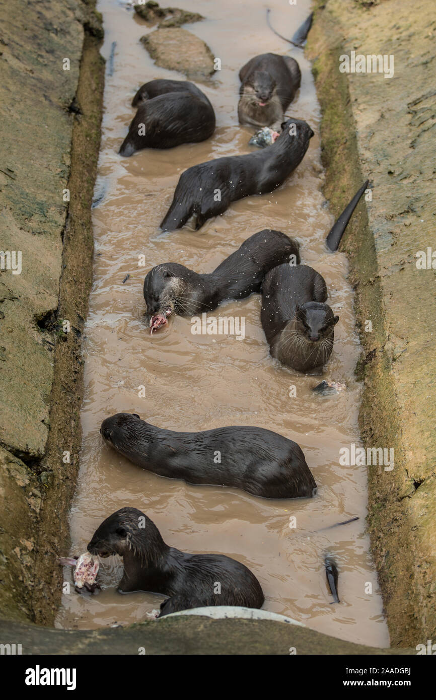 Smooth coated otter (Lutrogale perspicillate) in drainage channel, Singapore. November. Stock Photo