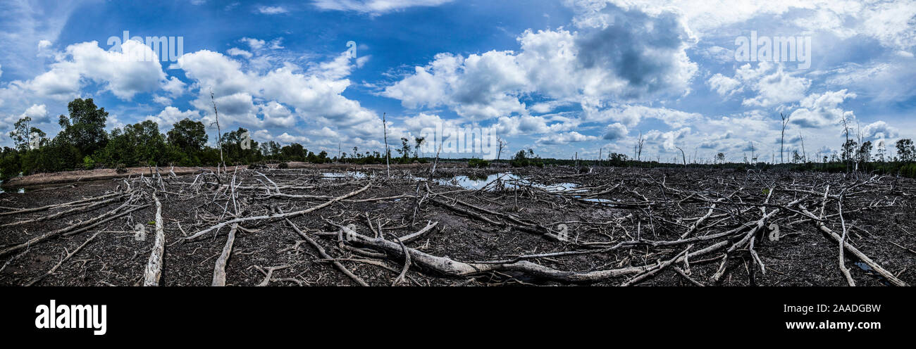 Dead mangrove and rainforest, deforested to build shrimp farms, Balikpapan, Indonesia Stock Photo