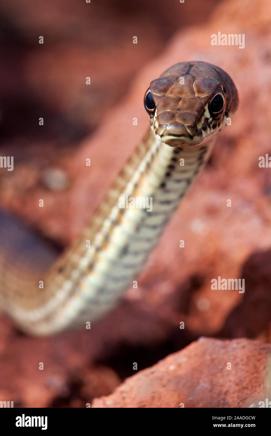 Clarion Island Whip Snake (Masticophis anthonyi), IUCN Critically Endangered, Clarion Island, Revillagigedo Archipelago Biosphere Reserve / Archipielago de Revillagigedo UNESCO Natural World Heritage Site (Socorro Islands), Pacific Ocean, Western Mexico, January Stock Photo