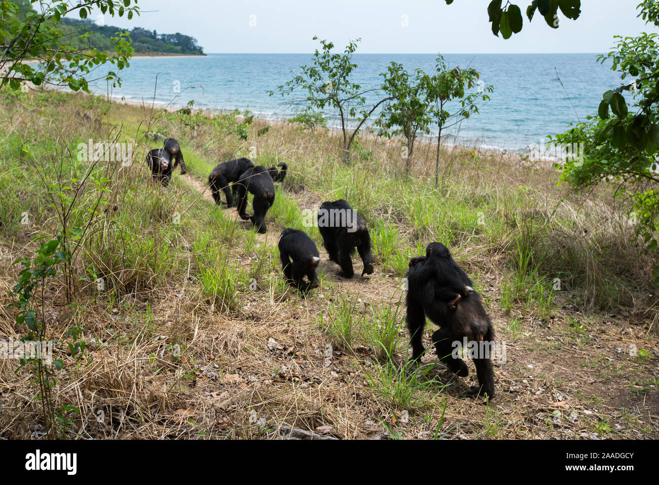 Eastern chimpanzees (Pan troglodytes schweinfurtheii) walking in line  close to the shore of Lake Tanganyika. Gombe National Park, Tanzania. Stock Photo