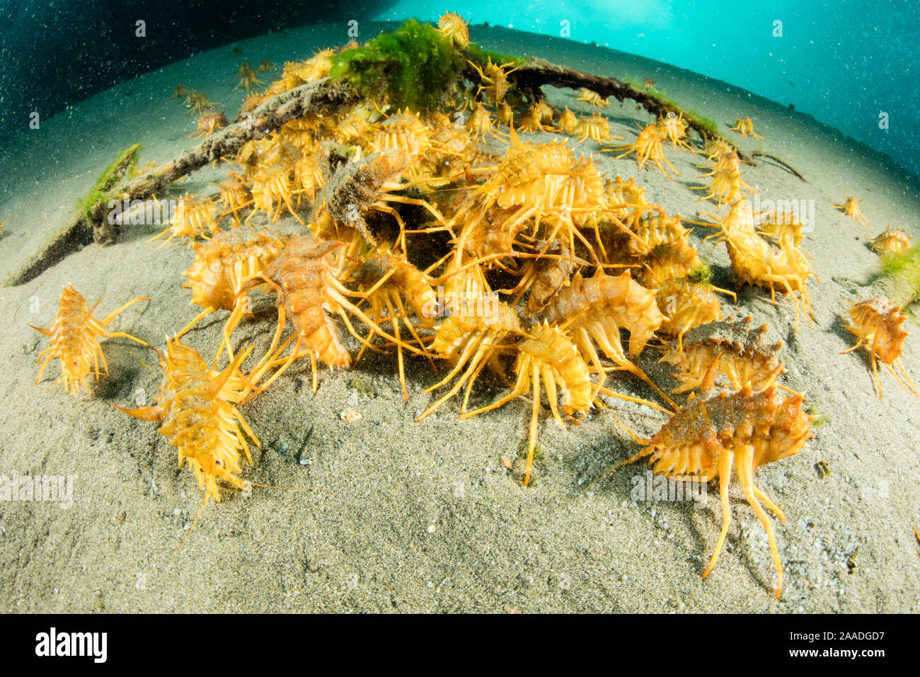 Freshwater isopods (Acanthogammarus victorii) feeding on seabed, Lake Baikal, Siberia, Russia. Stock Photo