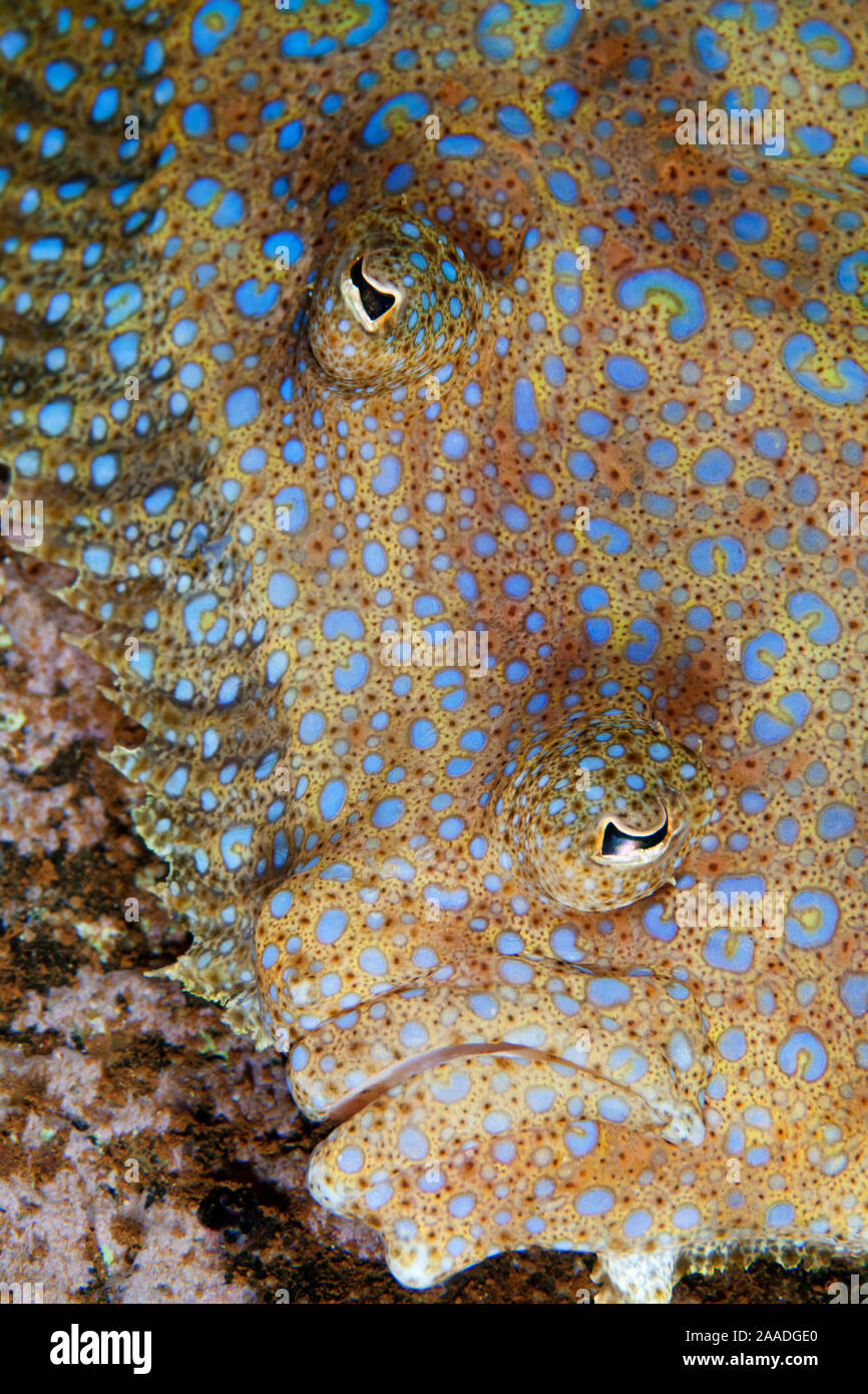 Tropical Flounder (Bothus mancus), Socorro Island, Revillagigedo Archipelago Biosphere Reserve / Archipielago de Revillagigedo UNESCO Natural World Heritage Site (Socorro Islands), Pacific Ocean, Western Mexico, July Stock Photo