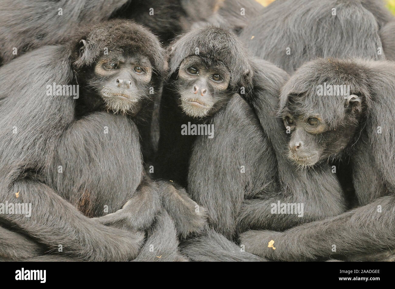 Colombian spider monkey (Ateles fusciceps rufiventris) group. Captive, Critically endangered species. Stock Photo