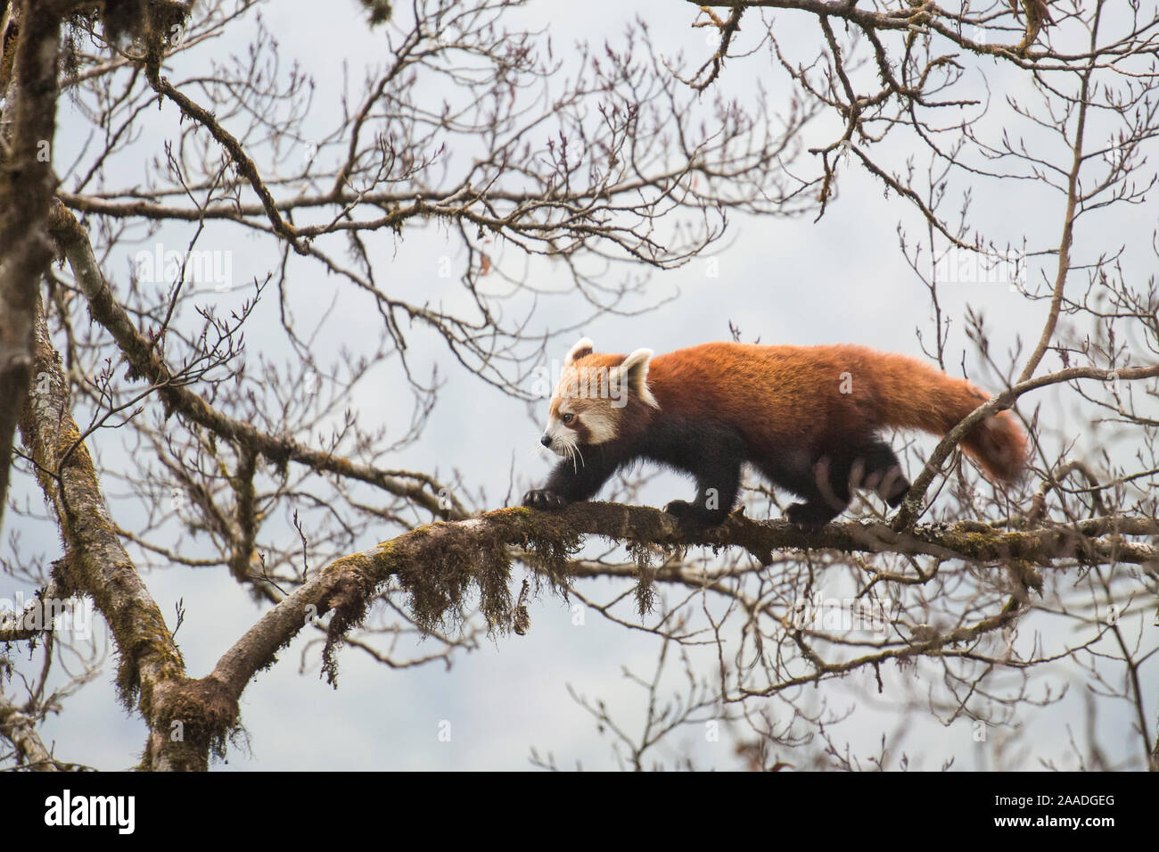 Red panda (Ailurus fulgens) walking along branch of tree, Singalila National Park, West Bengal, India. Stock Photo