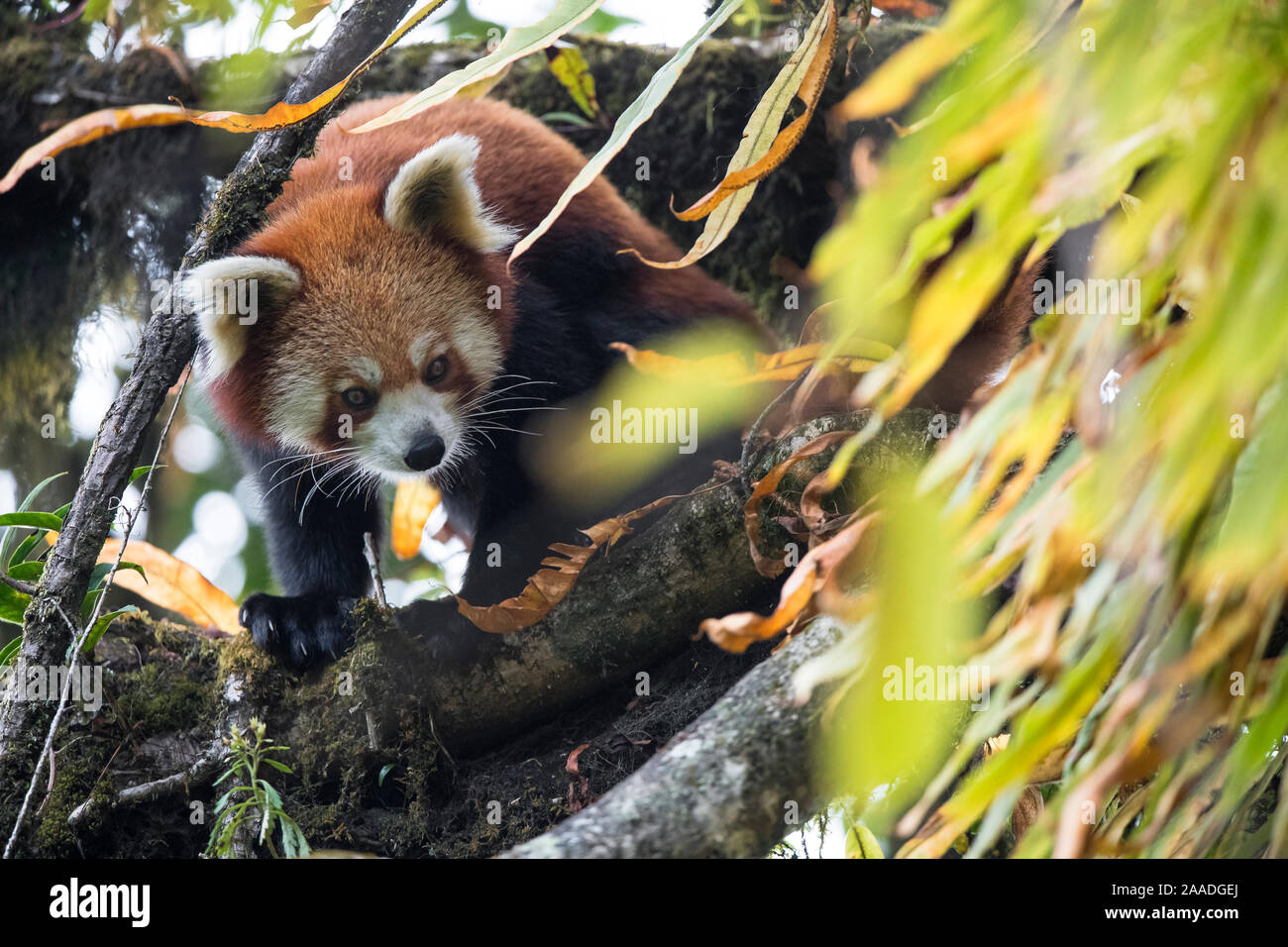 Red panda (Ailurus fulgens) in the canopy of the cloud forest habitat of Singalila  National Park, West Bengal, India Stock Photo - Alamy