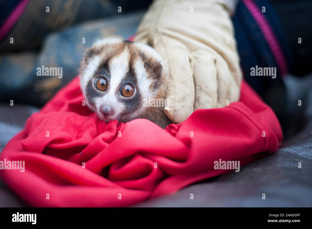 Javan slow loris (Nycticebus javanicus), Juvenile temporarily captive ...