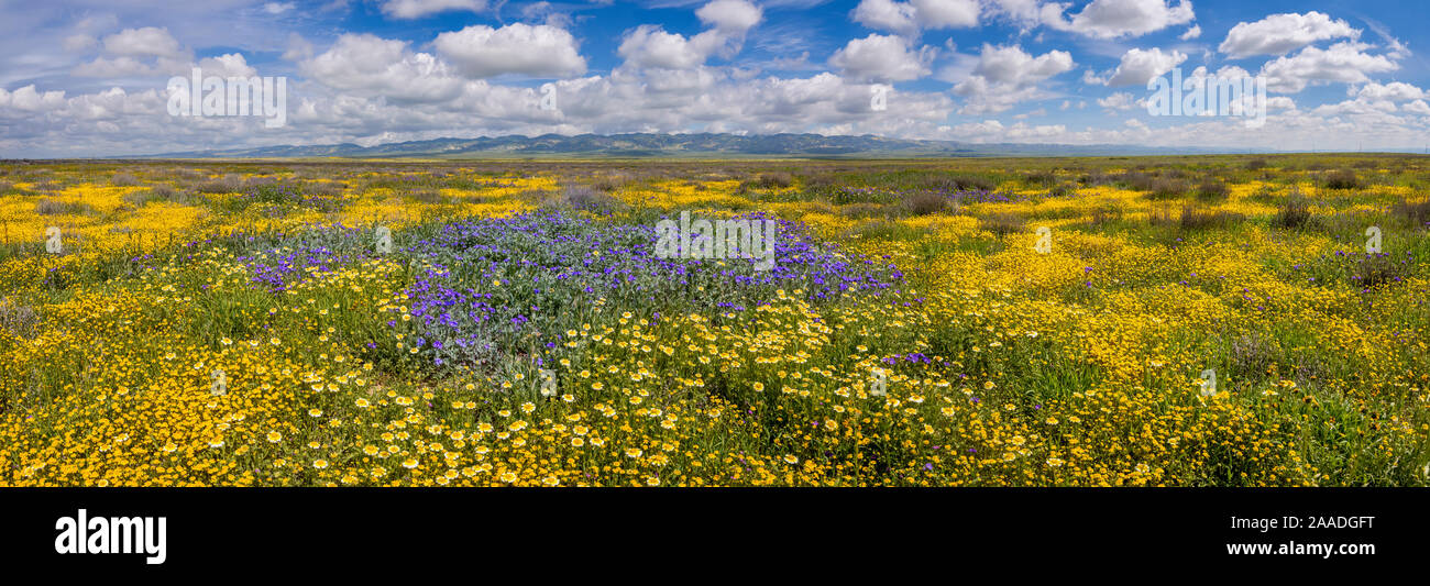 Massive wildflower display with Lanceleaf monolopia (Monolopia lanceleota) Tidy-tips (Layia platyglossa) Great Valley phacelia (Phacelia ciliata) and the Temblor Range carpeted with flower in the background. Carrizo Plain National Monument, California, USA, March 2017. Stock Photo