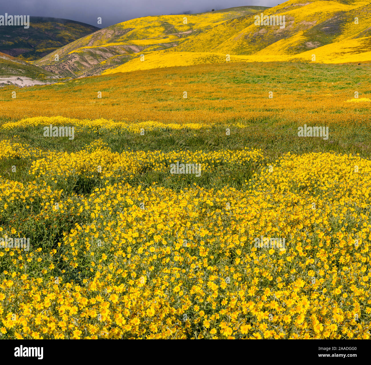 Massive wildflower display with Lanceleaf monolopia (Monolopia lanceleota) Tidy-tips (Layia platyglossa)  and the Temblor Range carpeted with flower in the background. Carrizo Plain National Monument, California, USA, March 2017. Stock Photo