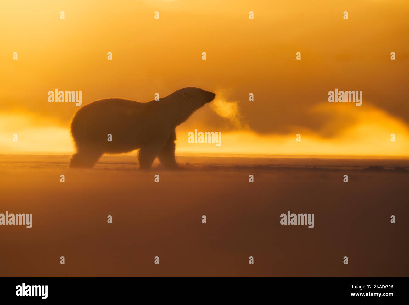 Polar bear (Ursus maritimus)  silhouetted in winter, Svalbard, Norway, March. Stock Photo