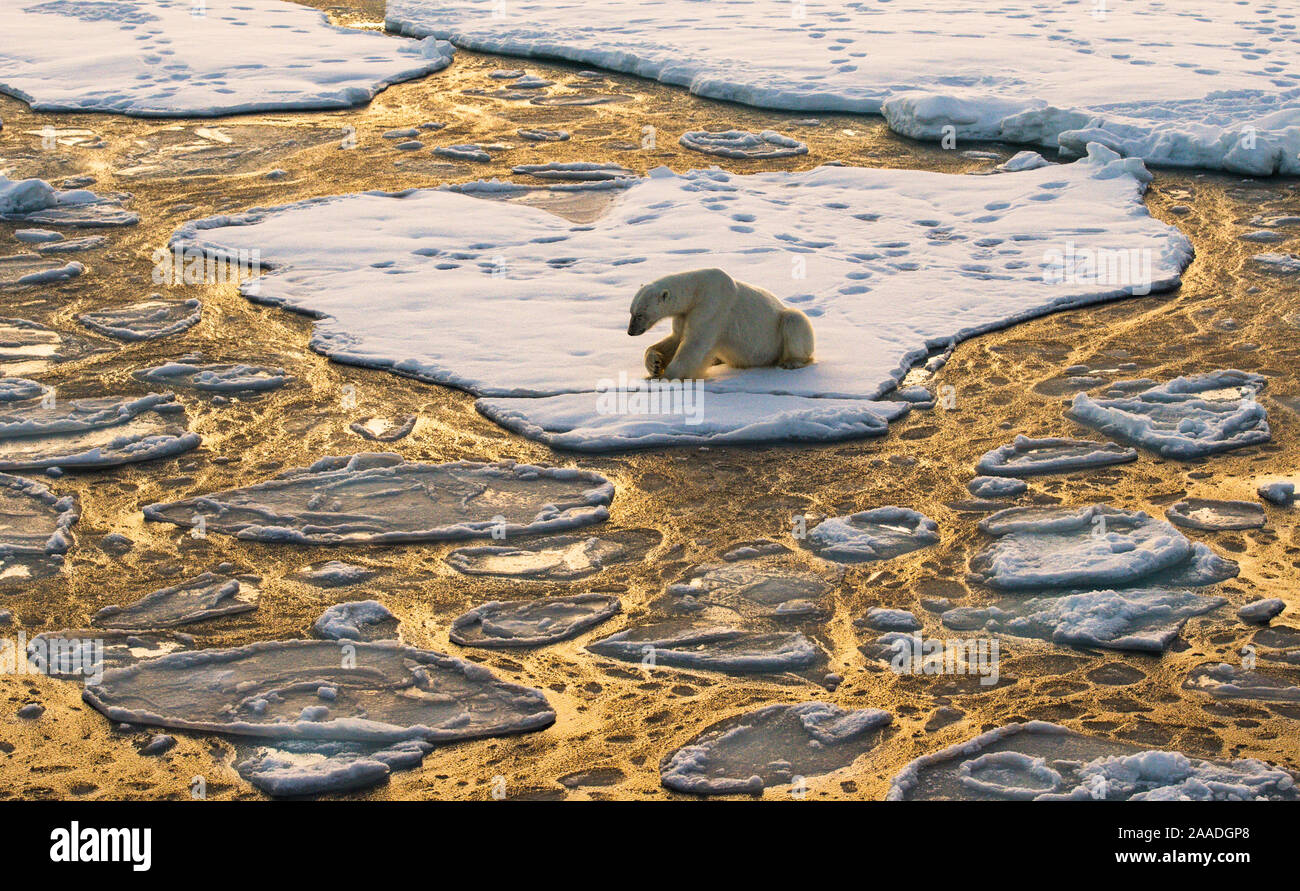 Polar bear (Ursus maritimus) on drifting ice, Svalbard, Norway September Stock Photo