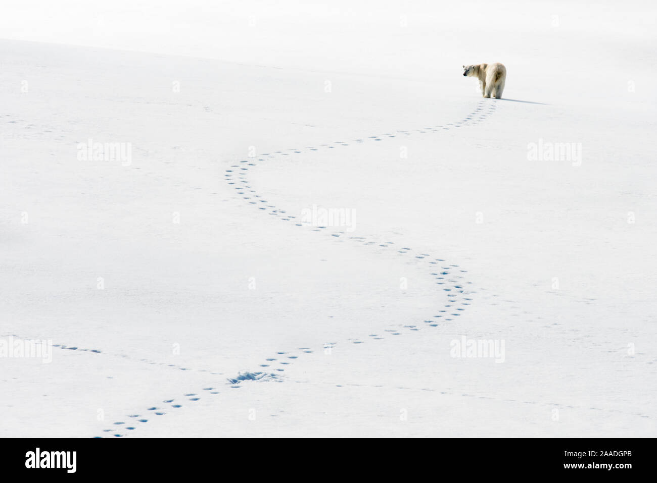 Polar bear (Ursus maritimus) and meandering footprints, Svalbard, Norway Stock Photo
