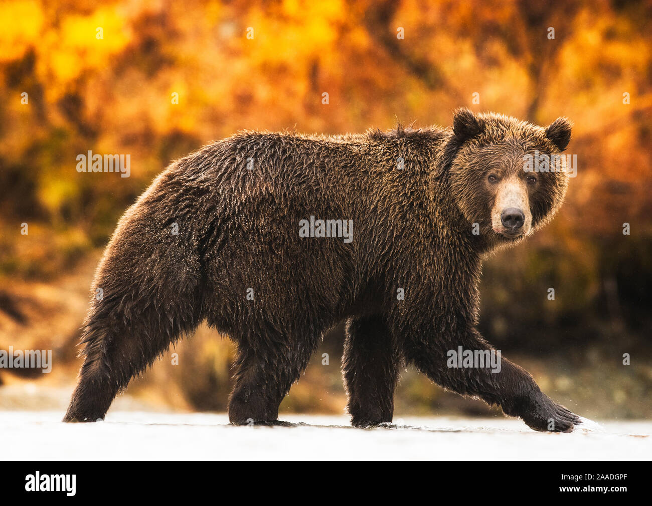 Grizzly bear (Ursus arctos) in Katmai, Alaska, USA Stock Photo