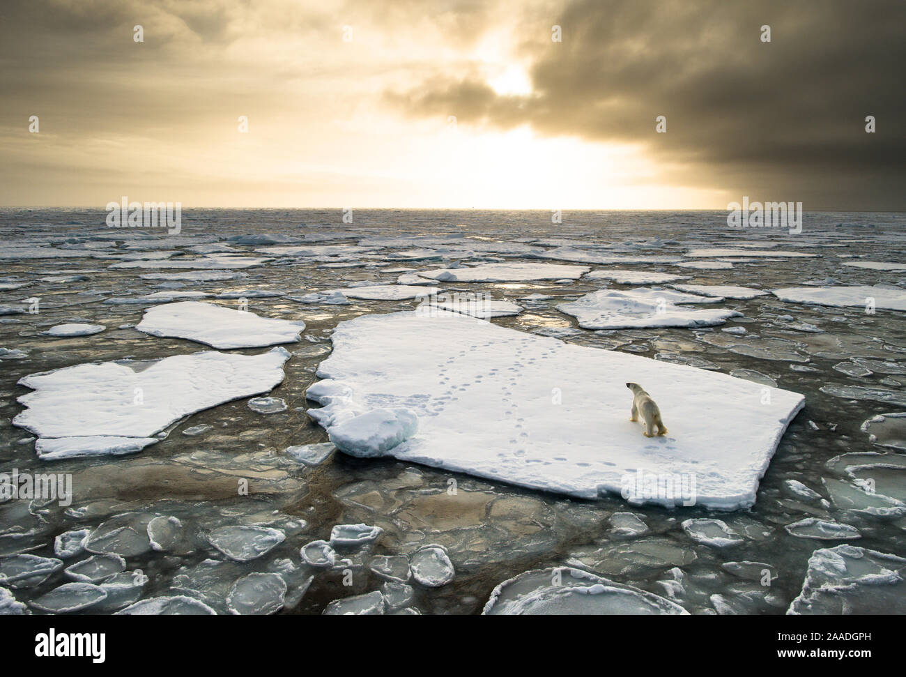 Polar bear (Ursus maritimus) on drifting ice, Svalbard, Norway September Stock Photo