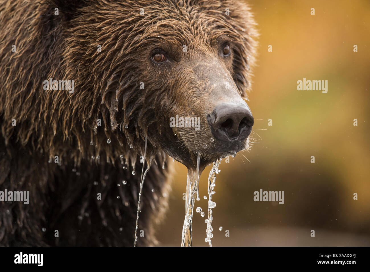 Grizzly bear (Ursus arctos) portrait, with water dripping from muzzle, Katmai, Alaska, USA Stock Photo