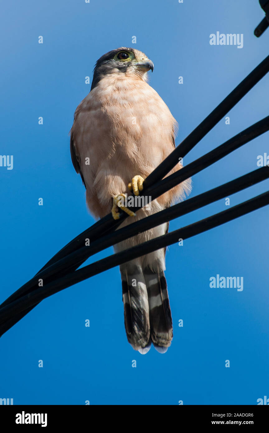 Seychelles kestrel (Falco araeus), adult perched on wire, Republic of Seychelles Vulnerable species. Stock Photo