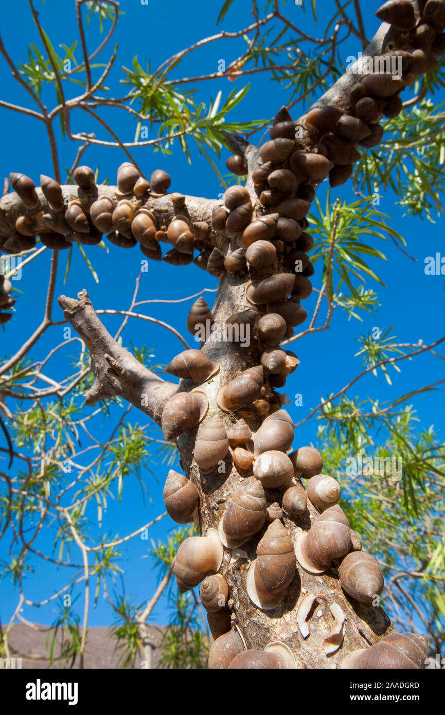 Accumulation of land snails (Euryptyxis labiosa), escaping the desert heat by resting on a shrub's bark, Ayn Sahnawt, Sultanate of Oman, February. Stock Photo