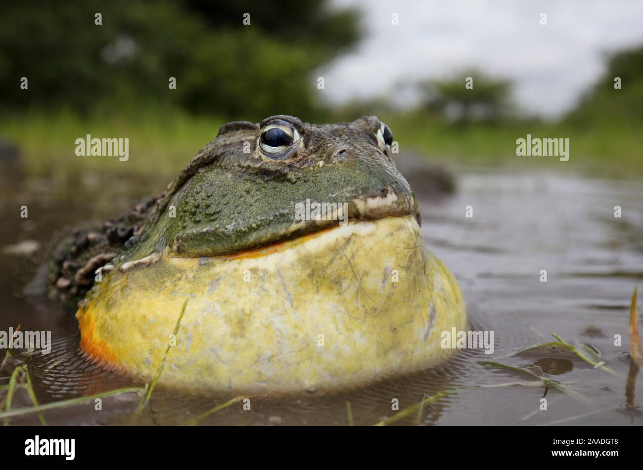 African giant bullfrog (Pyxicephalus adspersus) male calling, Central