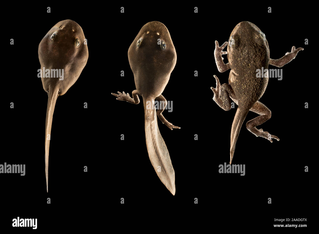 Common European toad tadpoles (Bufo bufo), sequence showing development of limbs. Derbyshire, UK. August. Digital composite. Stock Photo