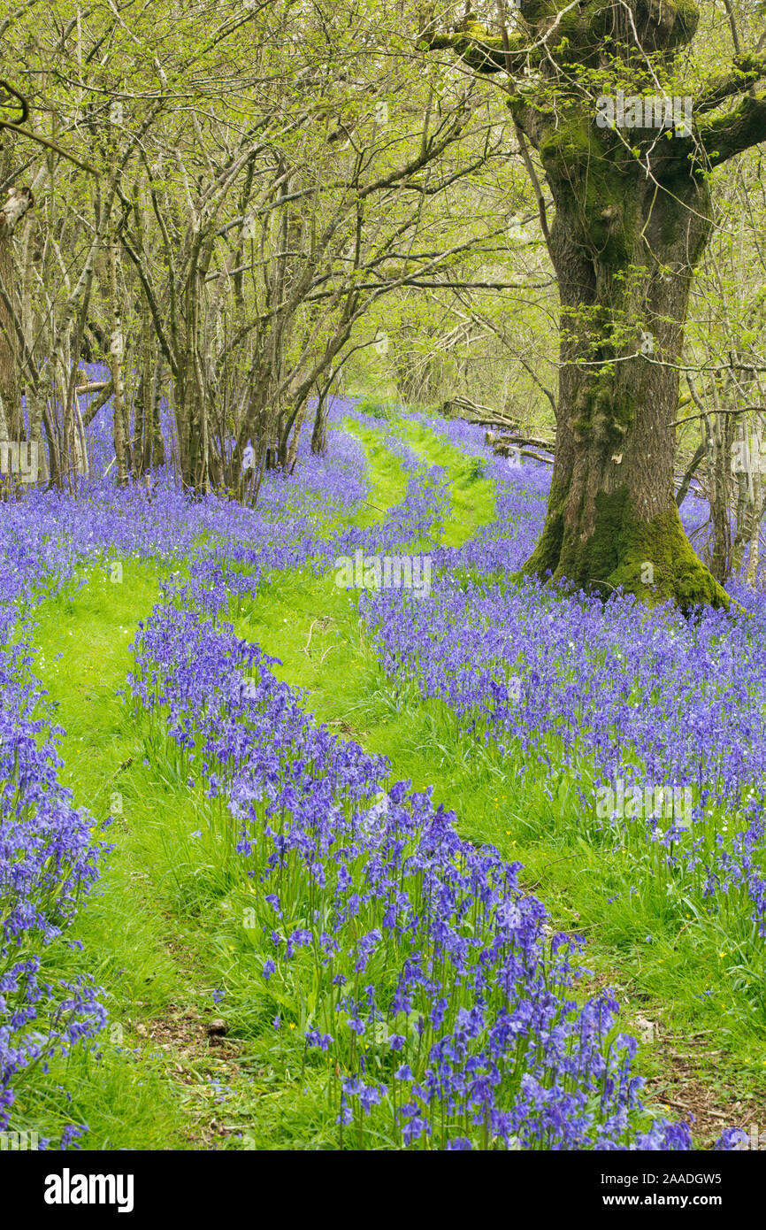 Track running through woodland with Bluebells  (Hyacinthoides non-scripta) flowering,  near Cerne Abbas, Dorset, England, UK, April 2014. Stock Photo