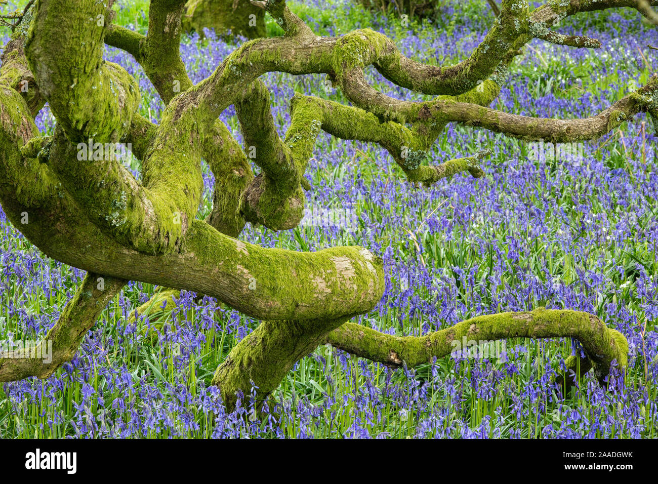Bluebells (Hyacinthoides non-scripta) in woodland near Minterne Magna, Dorset, England, UK, April. Stock Photo